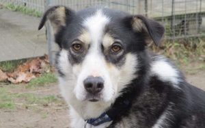 Wer hilft unserer Angsthündin Nukka?