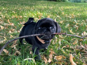 Mops Welpe Schwarz - vergeben