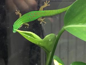 Geckos abzugeben