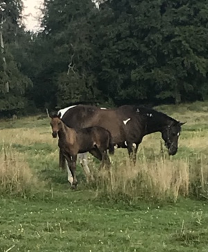 Westfalen   Appalooser Mix Absatzfohlen