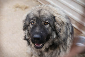 *PAUL* Der Herdenschutzhund Mix sucht sich seine Menschen selbst aus