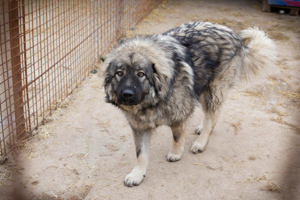 Herdenschutzhund *PAUL -hier suchen wir entsprechend erfahrene Menschen