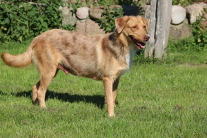 Aussiedor Hündin Labrador x Australian Shepherd 