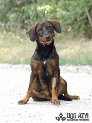 Hübscher Bracke Mischling Sheryl