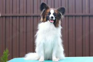 Papillon Welpen 