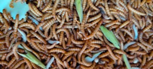 Mehlwürmer-Zucht Bild 4