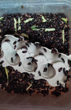 Mehlwürmer-Zucht Bild 5