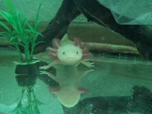 Axolotl abzugeben