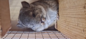 Chinchilla Baby-Mädchen, geb. am 01.07