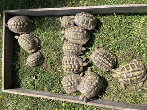 Griechische Langschildkröten Männchen