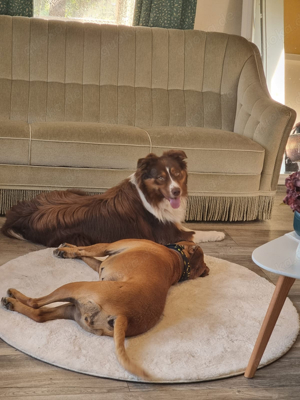 Australian shepherd Rüde sucht zuhause