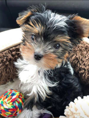 Yorkshire Terrier Biewer