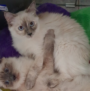 Traumhafte Ragdoll sucht traumhaftes Zuhause Glückskatze 3-farbig