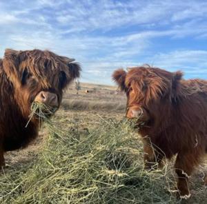 Miniatur-Highland-Kälber zu verkaufen, Zuchtpaar