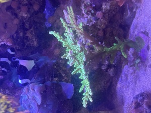 Acropora tenuis Green - Koralle Nachzucht