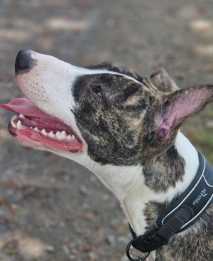 Bullterrier mix 