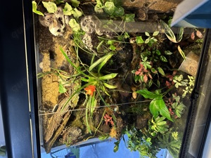 Exo Terra Terrarium incl Regenanlage und Zubehör