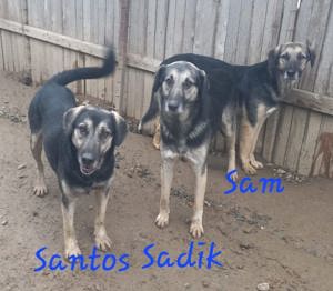 Wer will Sadik ein Zuhause geben Bild 2