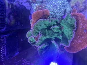 Montipora foliosa Mix - nachzucht 