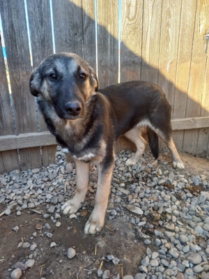 Sam kam mit 6 Geschwistern und Mama ins Tierheim Bild 7