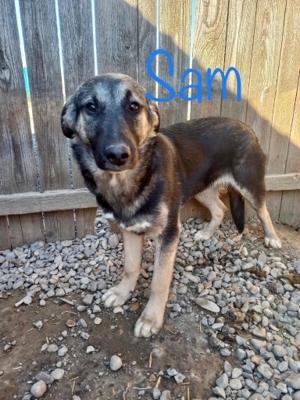 Sam kam mit 6 Geschwistern und Mama ins Tierheim Bild 3