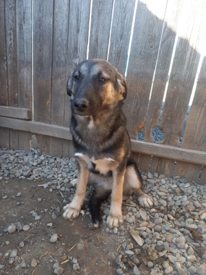 Sam kam mit 6 Geschwistern und Mama ins Tierheim Bild 8