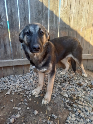 Sam kam mit 6 Geschwistern und Mama ins Tierheim Bild 9