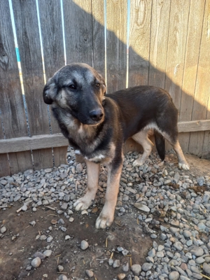 Sam kam mit 6 Geschwistern und Mama ins Tierheim Bild 5