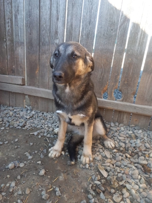 Sam kam mit 6 Geschwistern und Mama ins Tierheim Bild 6