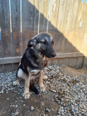 Sam kam mit 6 Geschwistern und Mama ins Tierheim Bild 4