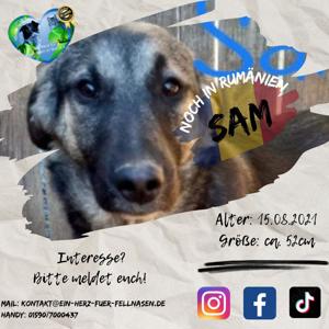 Sam kam mit 6 Geschwistern und Mama ins Tierheim