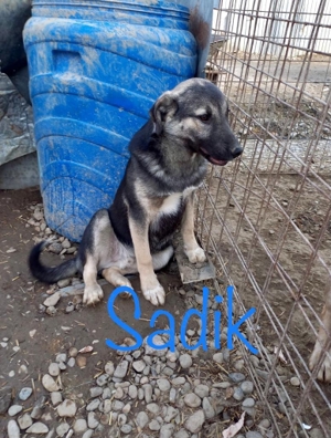 Wer will Sadik ein Zuhause geben Bild 3