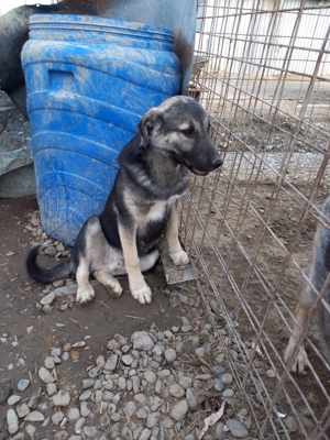 Wer will Sadik ein Zuhause geben Bild 4