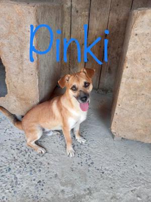 Rüde Pinki - Waschechter Straßenhund will jetzt ins flauschige Körbchen bei dir Bild 8