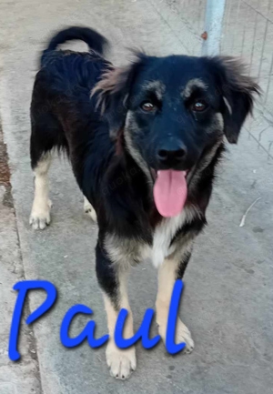 Paul sucht das Familienglück Bild 3