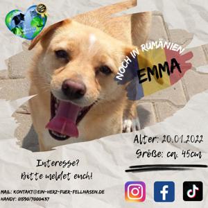 Junghündin Emma sucht Zuhause
