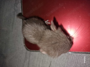 "ZUCHTAUFGABE"Diese kleinen Plüschbomben suchen noch neuen Anschluss Bild 9