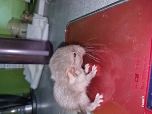 "ZUCHTAUFGABE"Diese kleinen Plüschbomben suchen noch neuen Anschluss Bild 10