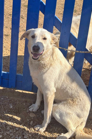 Sammy wartet auf dich  Bild 4