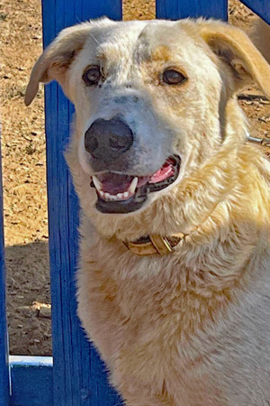 Sammy wartet auf dich  Bild 3