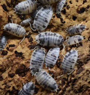 Panda Asseln (Porcellio laevis)