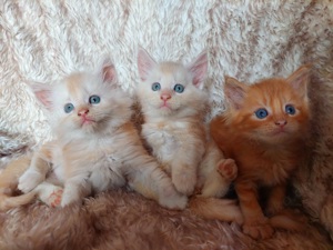 Zauberhafte Maine Coon Kitten