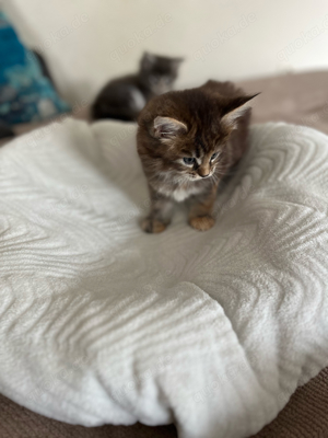 Reinrassige Maine Coon Kitten 