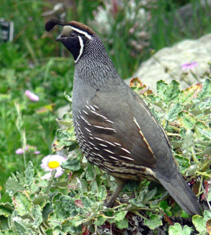   Pärchen Kalifornische Schopfwachtel