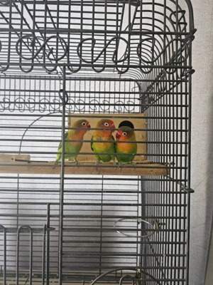 Vogel ( lovebird ) 