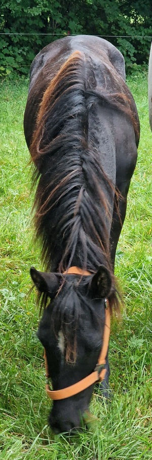 Ponyjährling zu verkaufen 