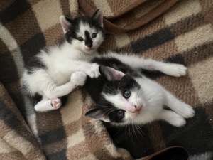 2 Katzenbabys   männlich und weiblich 