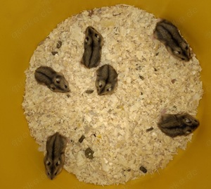 Dsungarische Zwerghamster  Bild 2