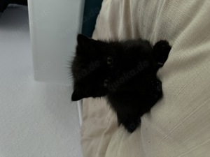 Persische Langhaar mischling Babys (kitten) suchen ein liebevolles Zuhause