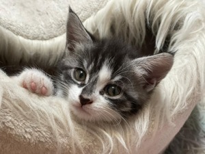 Möchtest Du mich für immer Kuscheln? Maine Coon Kitten